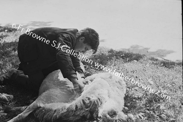 SHEARING A SHEEP AT BALLYDAVID NEAR POOLE'S CROSS